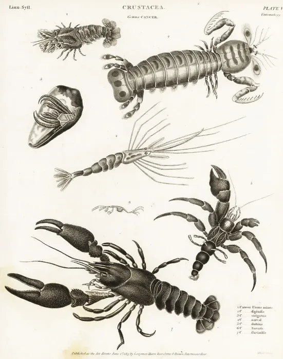 Framed Print : Lobster, shrimp and hermit crab species Framed Print : Lobster, shrimp and hermit crab species