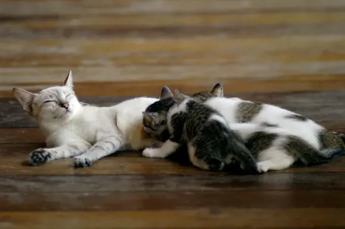 Framed Print : Local domestic cat feeds kittens on a wooden pavement Framed Print : Local domestic cat feeds kittens on a wooden pavement
