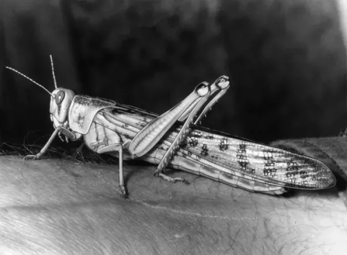 Framed Print : Locust on an Arm Framed Print : Locust on an Arm