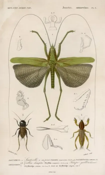 Framed Print : Locust (Colour Print) Framed Print : Locust (Colour Print)