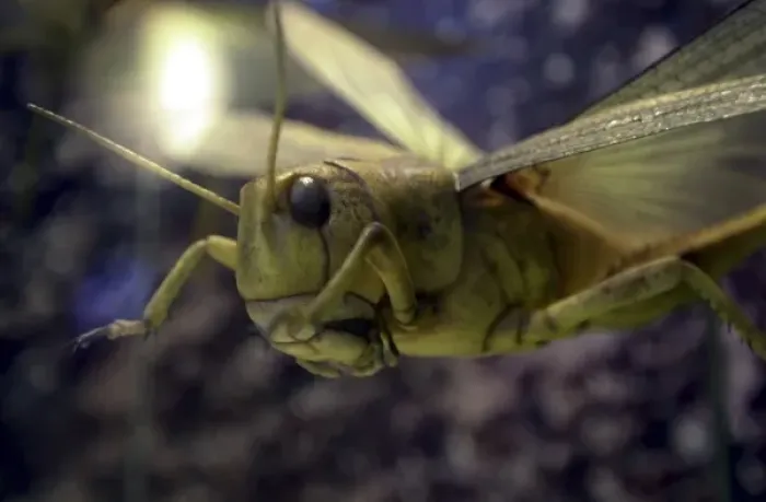 Framed Print : Locust model Framed Print : Locust model