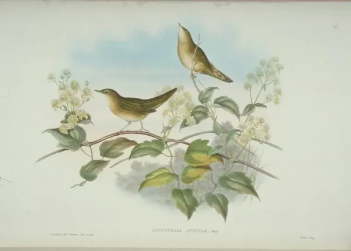 Framed Print : Locustella naevia, grasshopper warbler Framed Print : Locustella naevia, grasshopper warbler
