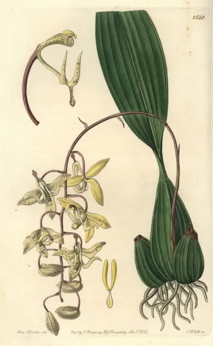 Framed Print : Loddiges cirrhaea orchid, Cirrhaea loddigesii Framed Print : Loddiges cirrhaea orchid, Cirrhaea loddigesii