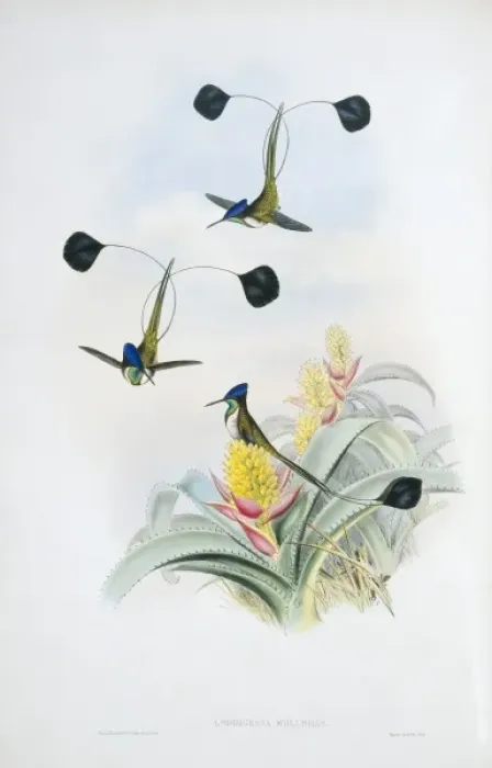 Framed Print : Loddigesia mirabilis, marvellous spatuletail Framed Print : Loddigesia mirabilis, marvellous spatuletail