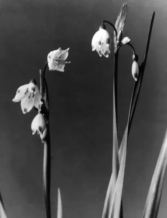 Framed Print : Loddon Lily Framed Print : Loddon Lily