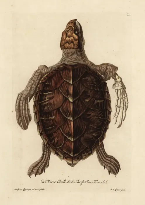 Framed Print : Loggerhead sea turtle, Caretta caretta Framed Print : Loggerhead sea turtle, Caretta caretta