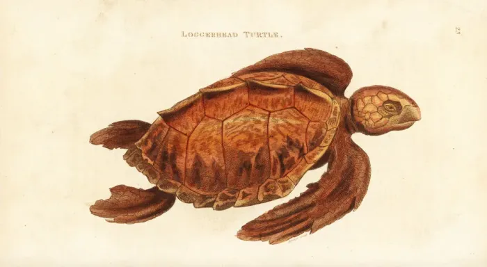 Framed Print : Loggerhead sea turtle, Caretta caretta. Endangered Framed Print : Loggerhead sea turtle, Caretta caretta. Endangered