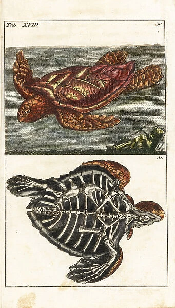 Loggerhead sea turtle, Caretta caretta, and skeleton of same