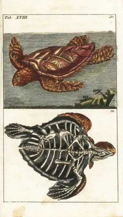 Framed Print : Loggerhead sea turtle, Caretta caretta, and skeleton of same Framed Print : Loggerhead sea turtle, Caretta caretta, and skeleton of same
