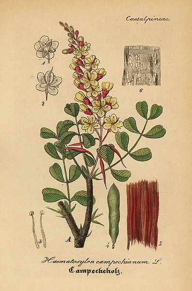Logwood or bloodwood tree, Haematoxylum campechianum