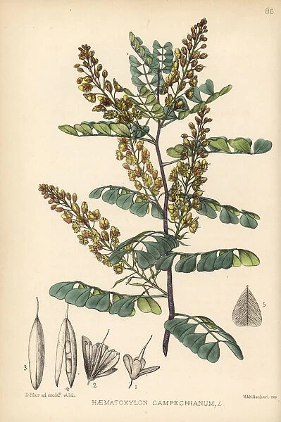 Logwood, Haematoxylum campechianum