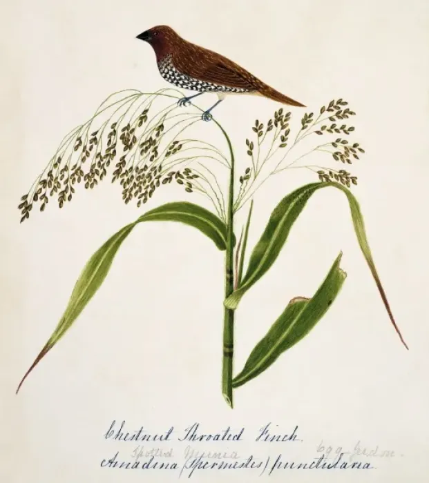 Framed Print : Lonchura punctulata, scaly-breasted munia Framed Print : Lonchura punctulata, scaly-breasted munia