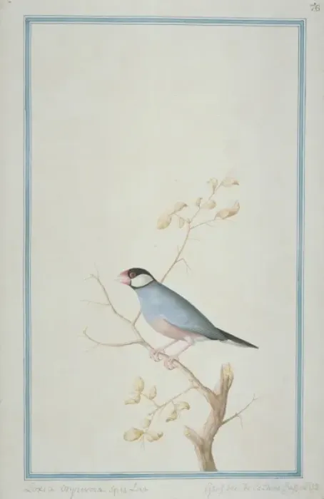 Framed Print : Lonchura sp. munia Framed Print : Lonchura sp. munia