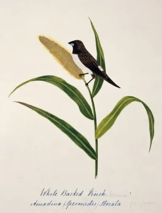 Framed Print : Lonchura striata, white-rumped munia Framed Print : Lonchura striata, white-rumped munia