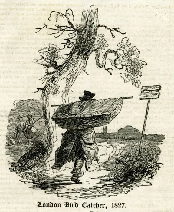Framed Print : London Bird Catcher Framed Print : London Bird Catcher