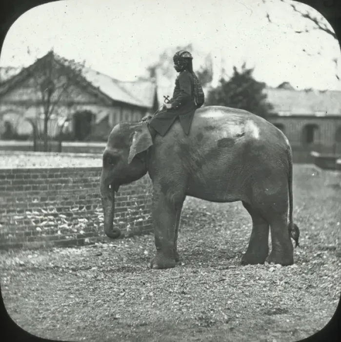 Framed Print : London, England - Indian Elephant Framed Print : London, England - Indian Elephant