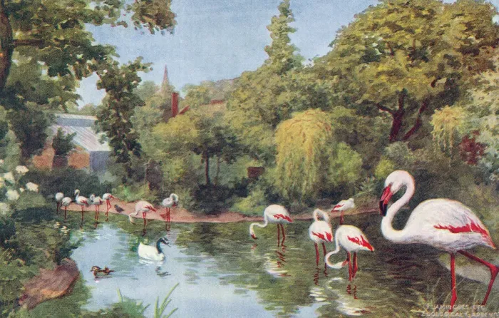 Framed Print : London Zoo Framed Print : London Zoo