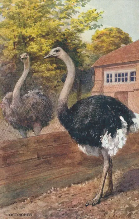 Framed Print : London Zoo Framed Print : London Zoo