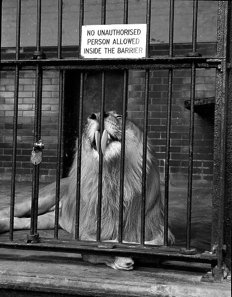 London Zoo - A large male Lion