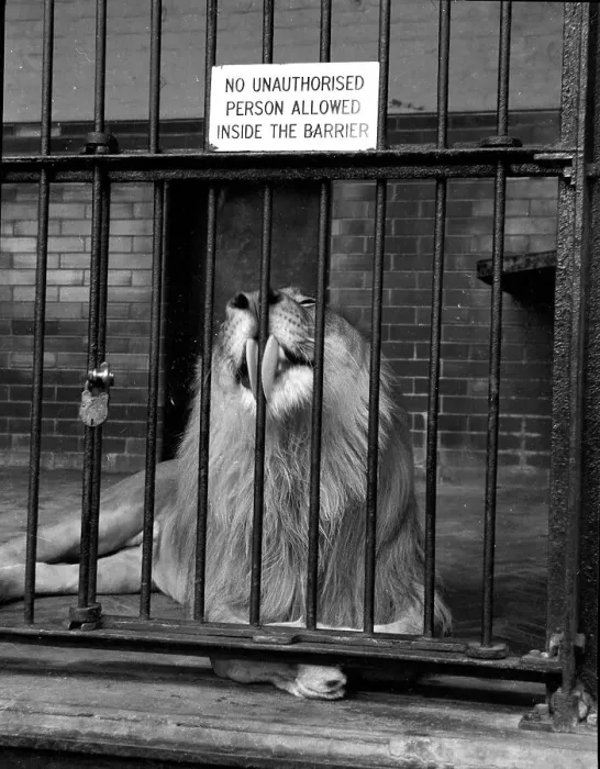 Framed Print : London Zoo - A large male Lion Framed Print : London Zoo - A large male Lion