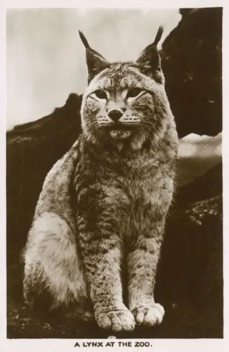 Framed Print : London Zoo - A Lynx Framed Print : London Zoo - A Lynx