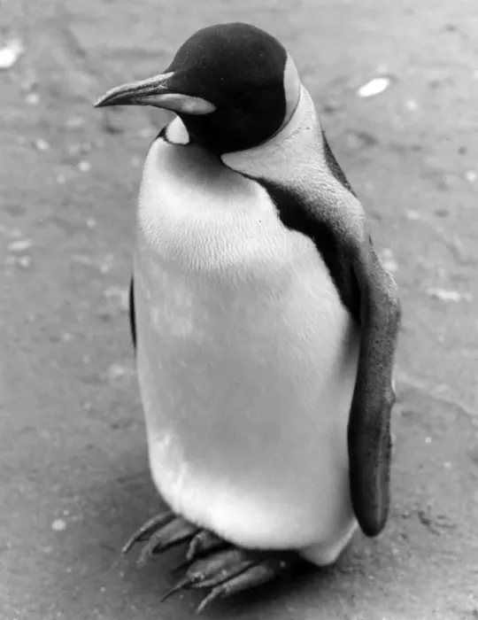 Framed Print : Lonely Penguin Framed Print : Lonely Penguin