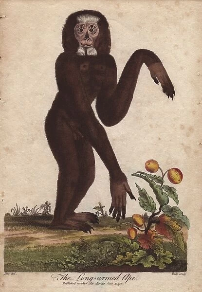 Long-armed ape, Hylobates species