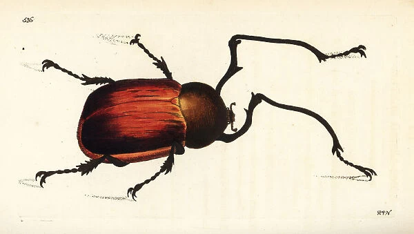 Long-armed chafer beetle, Euchirus longimanus