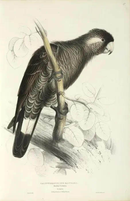 Framed Print : Long-billed black cockatoo Framed Print : Long-billed black cockatoo