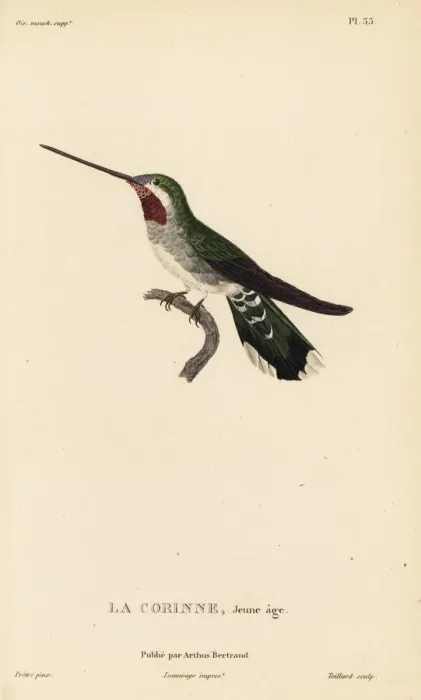 Framed Print : Long-billed starthroat, Heliomaster longirostris. Juvenile Framed Print : Long-billed starthroat, Heliomaster longirostris. Juvenile