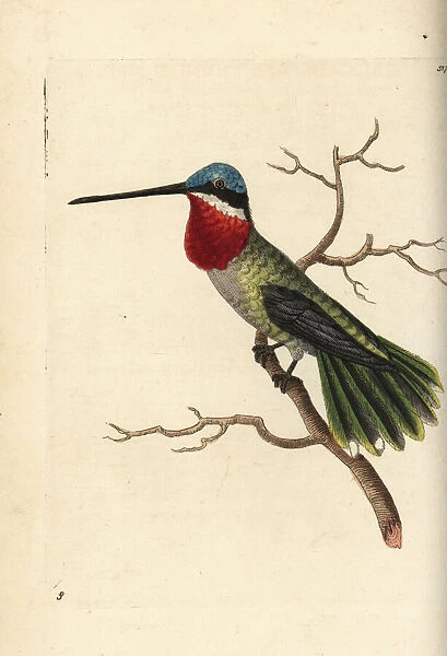 Long-billed starthroat hummingbird, Heliomaster longirostris
