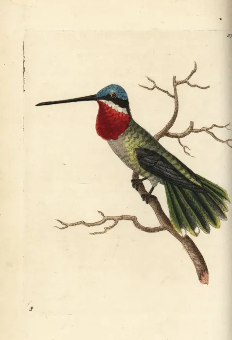 Framed Print : Long-billed starthroat hummingbird, Heliomaster longirostris Framed Print : Long-billed starthroat hummingbird, Heliomaster longirostris