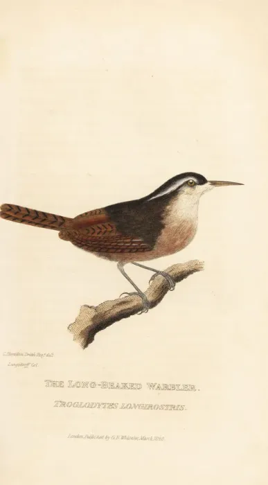 Framed Print : Long-billed wren, Cantorchilus longirostris Framed Print : Long-billed wren, Cantorchilus longirostris