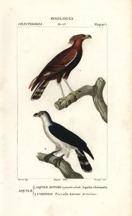 Framed Print : Long-crested eagle, Lophaetus occipitalis Framed Print : Long-crested eagle, Lophaetus occipitalis