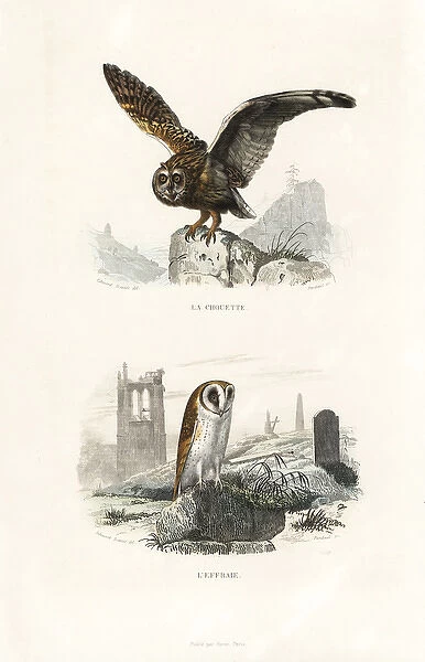 Long-eared owl and barn owl