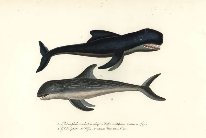 Framed Print : Long-finned pilot whale and Rissos dolphin Framed Print : Long-finned pilot whale and Rissos dolphin