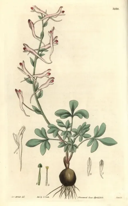 Framed Print : Long-flowered corydalis, Corydalis longiflora Framed Print : Long-flowered corydalis, Corydalis longiflora