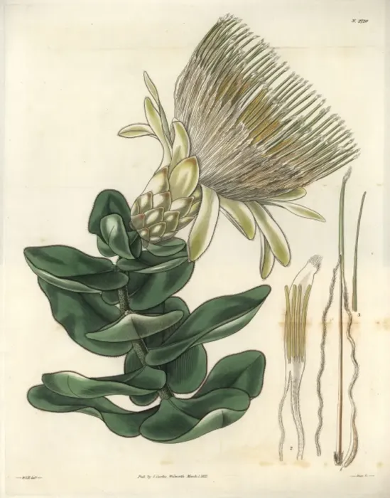 Framed Print : Long-flowered cream-coloured protea or sugarbush Framed Print : Long-flowered cream-coloured protea or sugarbush