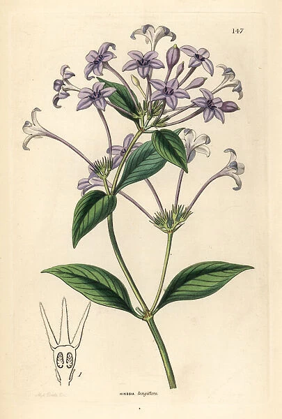 Long-flowered hindsia, Hindsia longiflora