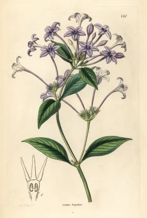 Framed Print : Long-flowered hindsia, Hindsia longiflora