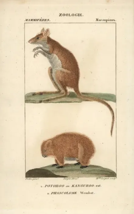 Framed Print : Long-footed kangaroo rat, Potorous longipes Framed Print : Long-footed kangaroo rat, Potorous longipes