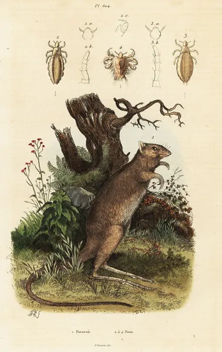 Framed Print : Long-footed potoroo and lice species Framed Print : Long-footed potoroo and lice species