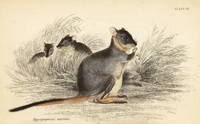 Framed Print : Long-footed potoroo, Potorous longipes. Vulnerable