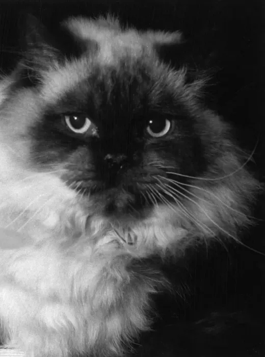 Framed Print : Long-Haired Siamese Cat Framed Print : Long-Haired Siamese Cat