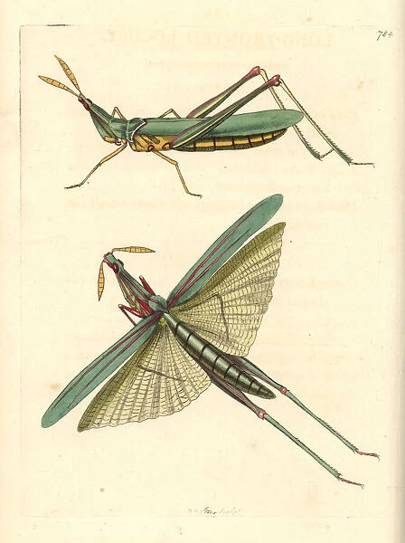 Long-headed African locust, Acrida nasuta