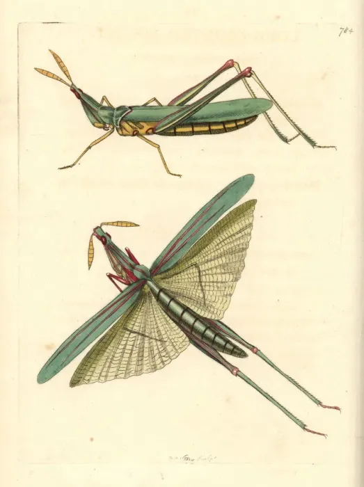 Framed Print : Long-headed African locust, Acrida nasuta Framed Print : Long-headed African locust, Acrida nasuta