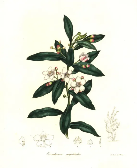 Framed Print : Long-leaf wax flower, Eriostemon myoporoides Framed Print : Long-leaf wax flower, Eriostemon myoporoides