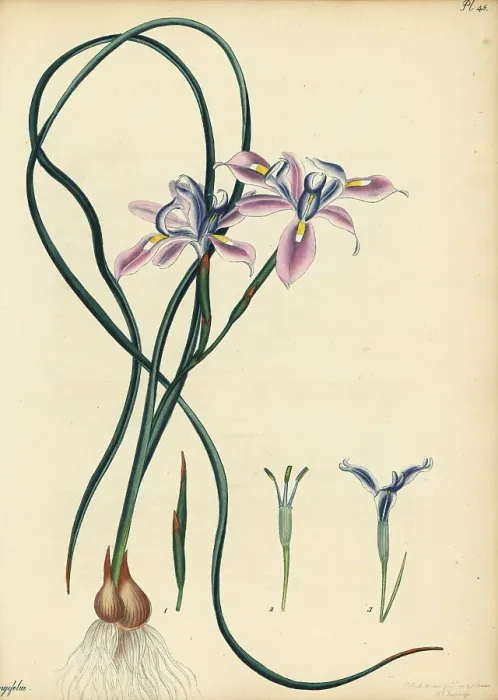 Framed Print : Long-leaved iris, Iris longifolia Framed Print : Long-leaved iris, Iris longifolia