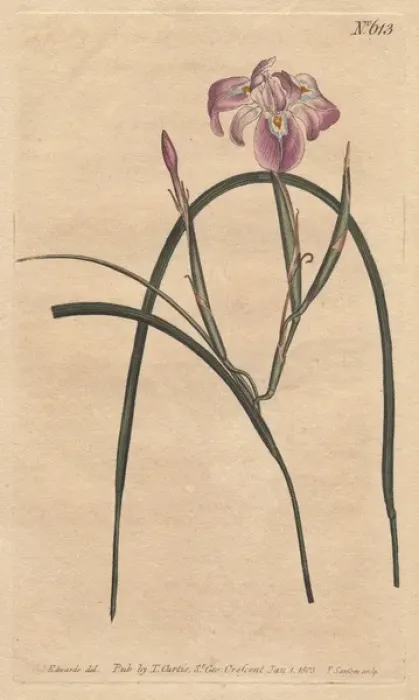 Framed Print : Long-leaved moraea with pale lilac and blue Framed Print : Long-leaved moraea with pale lilac and blue