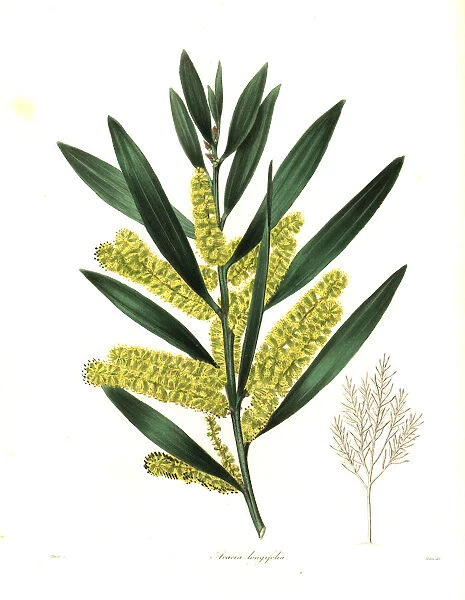 Long-leaved wattle or long-leaved acacia, Acacia longifolia